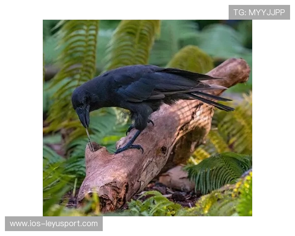 乌鸦进攻火力十足，防守端同样稳固，乌鸦的攻击方式